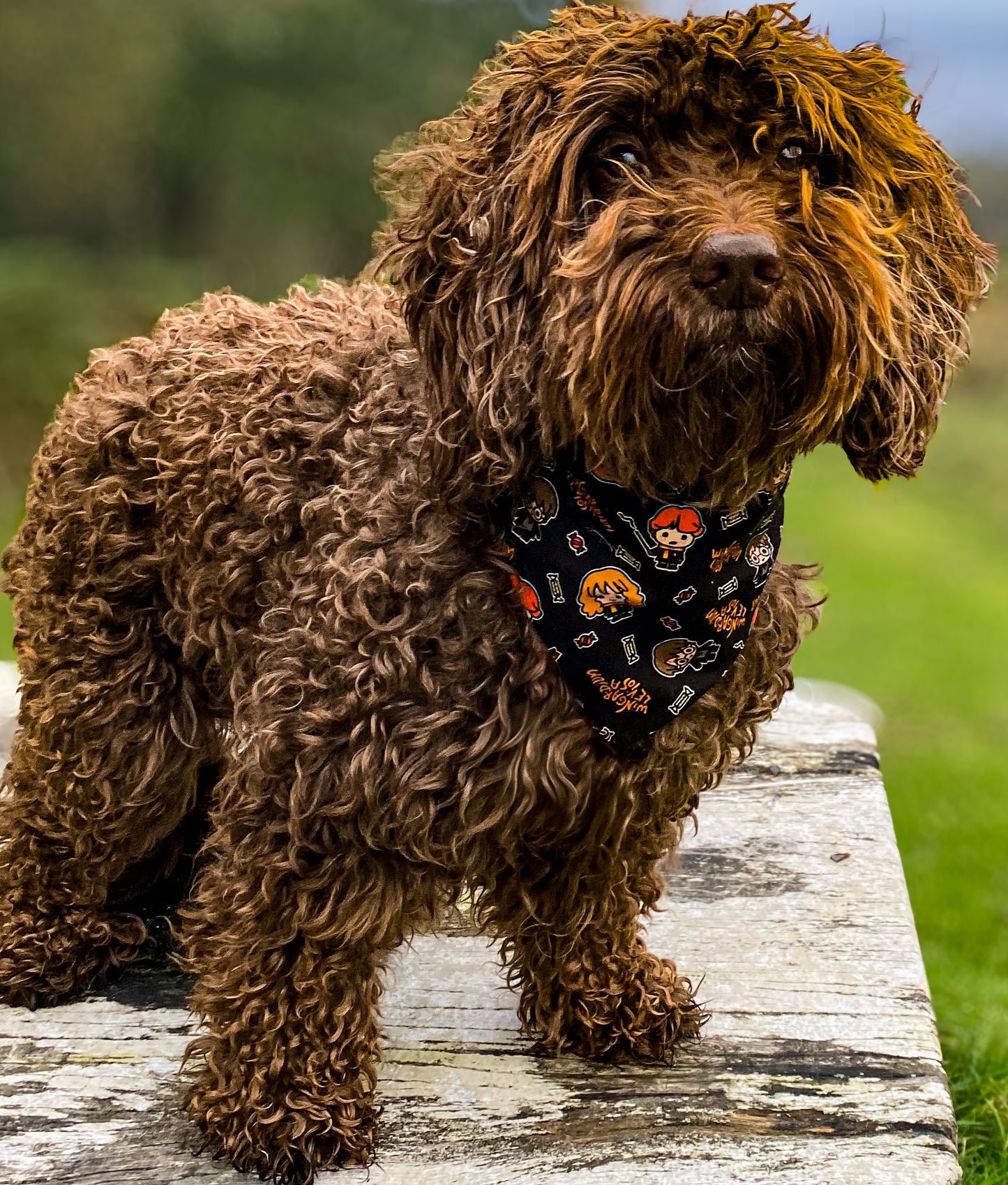 Cast a Spell Bandana