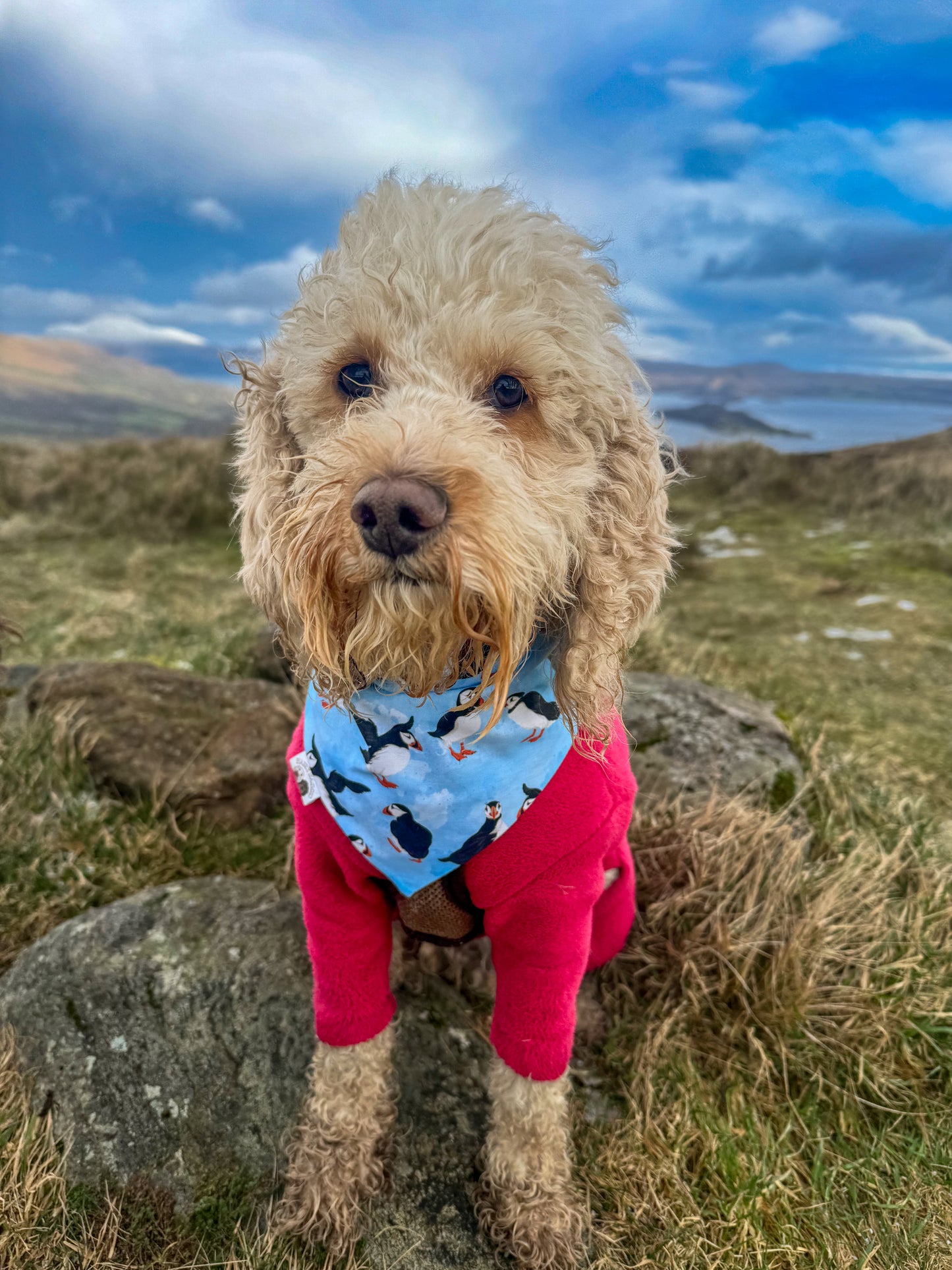 Pretty Puffin Bandana