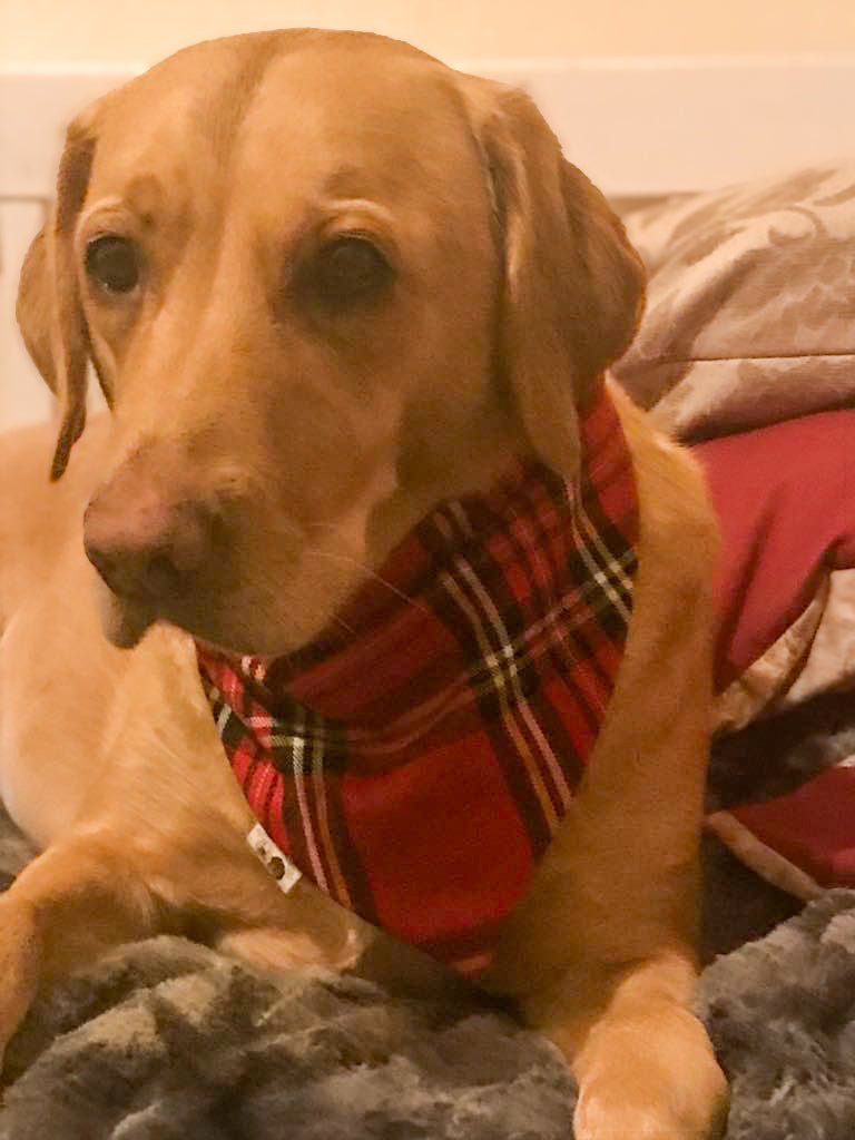Stewart Tartan Bandana