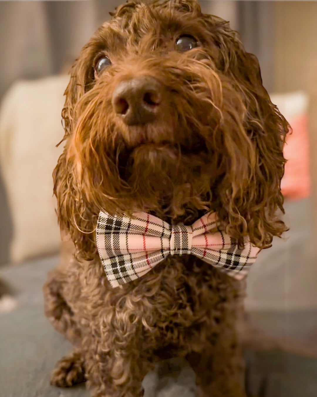 Pretty in Pink Tartan Bow Tie