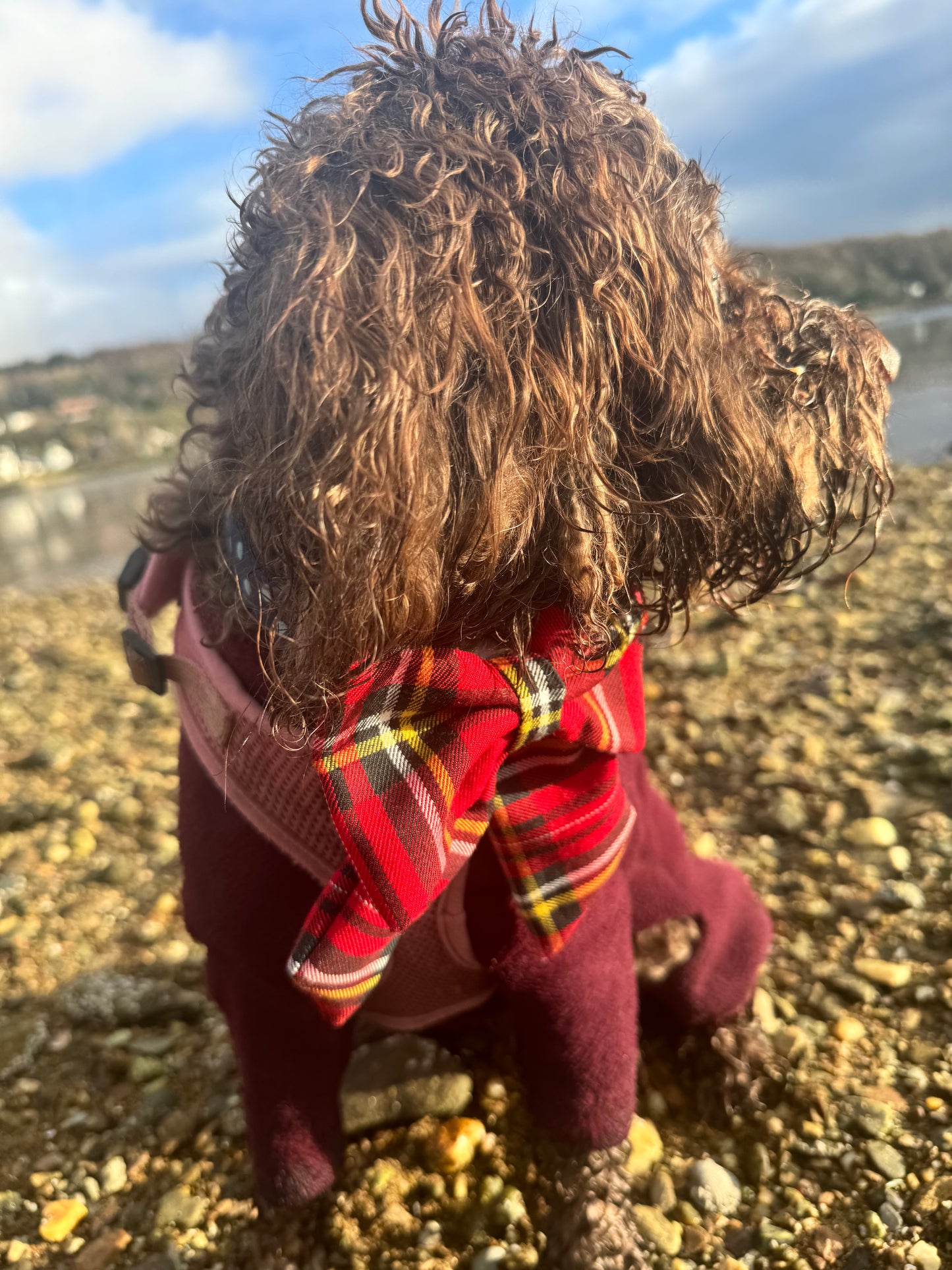 Stewart Tartan Sailor bow