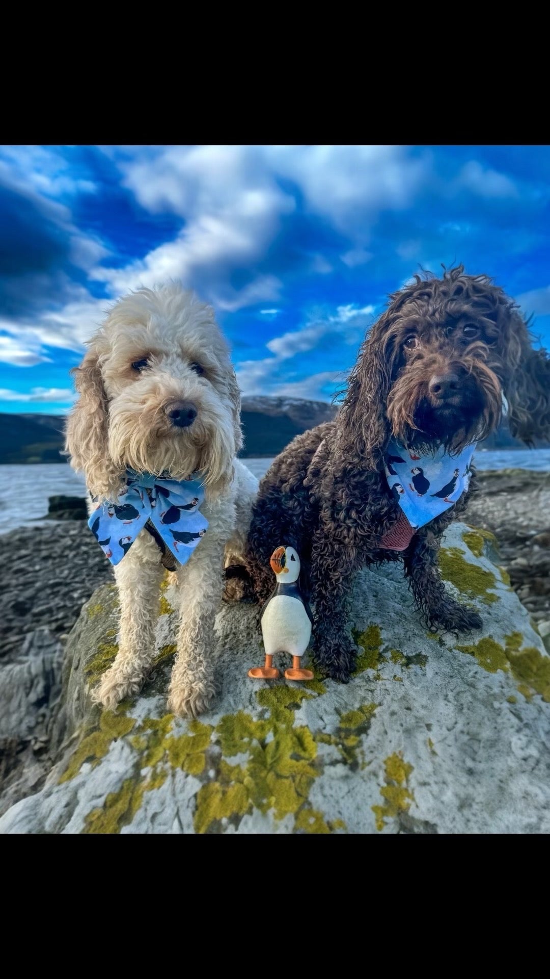 Pretty Puffin Sailor Bow
