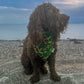 Celtic Cutie Bandana