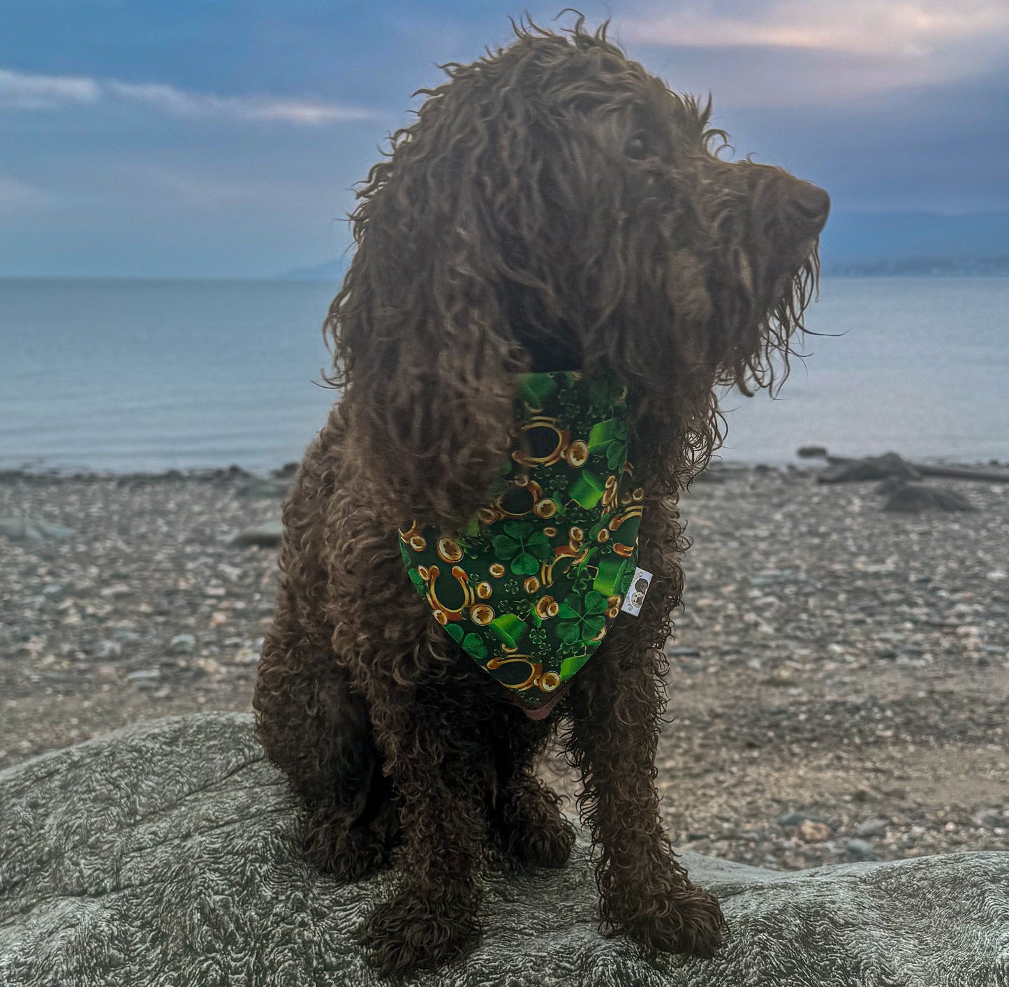 Celtic Cutie Bandana
