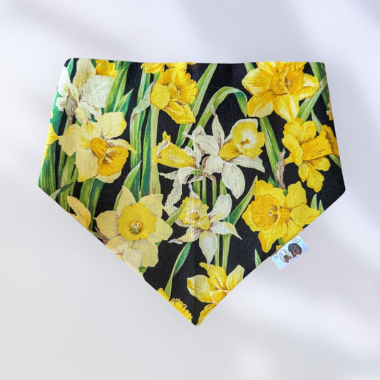 Daffodil Delight